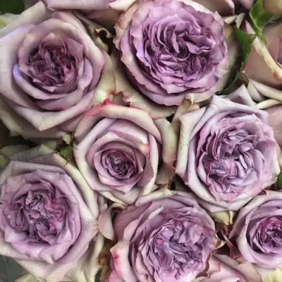 Роза ДОЛЬЧЕТТО чайно-гибридная в Молодечно