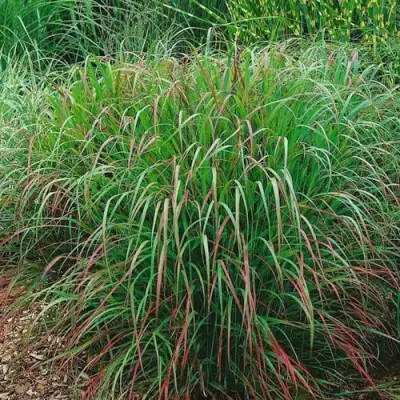 Просо РЕБРАУН прутьевидное в Молодечно