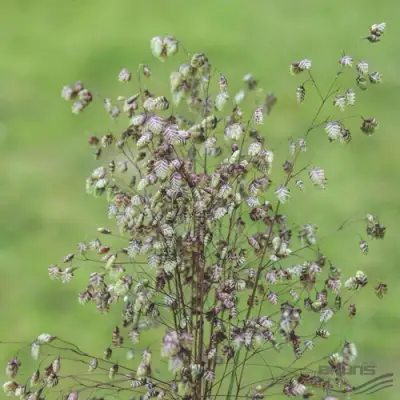 Трясунка средняя в Молодечно