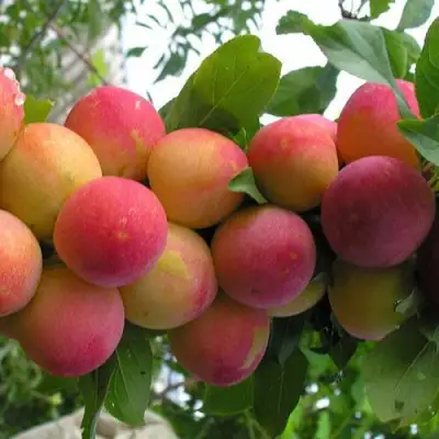 Слива СКОРОПЛОДНАЯ в Молодечно