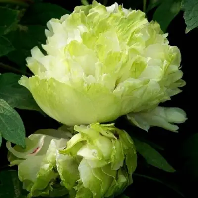 Пион ЗЕЛЕНЫЙ ШАР древовидный в Молодечно