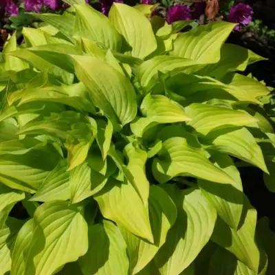 Хоста ХИДОН САНСЕТ в Молодечно