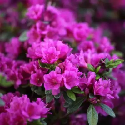 Азалия ГЕЙША ПЕРПЛ японская в Молодечно