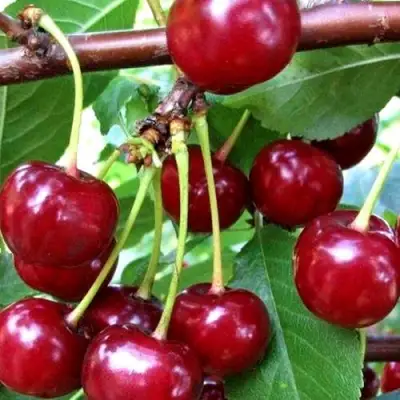 Дюк ШПАНКА ДОНЕЦКАЯ в Молодечно