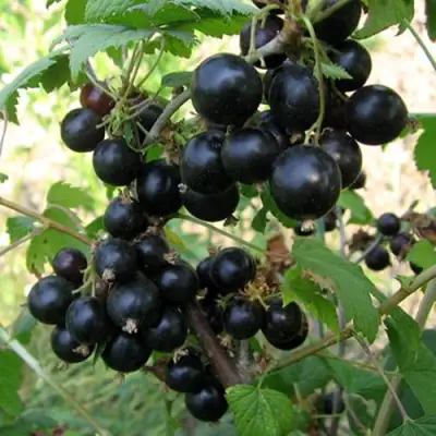 Смородина чёрная ШАРОВИДНАЯ в Молодечно