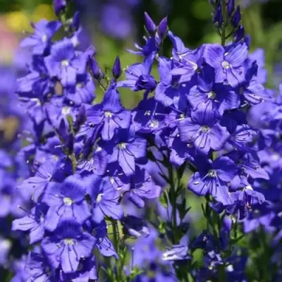 Вероника австрийская в Молодечно