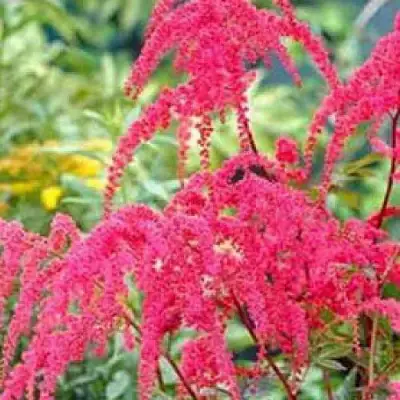 Астильба РЕД ЧАРМ Арендса в Молодечно