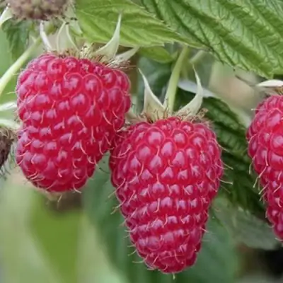 Малина ТУЛАМИН в Молодечно