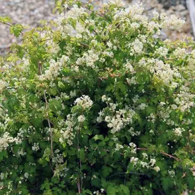 Стефанандра КРИСПА надрезаннолистная в Молодечно