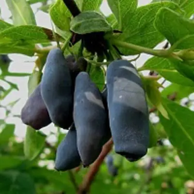 Жимолость съедобная ЧУЛЫМСКАЯ в Молодечно