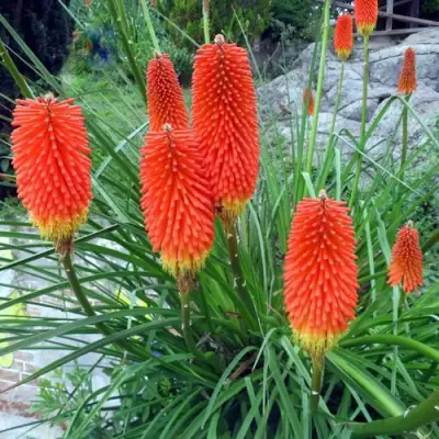 Книфофия БЕНГАЛ ФАЕР гибридная в Молодечно