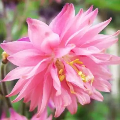 Аквилегия БАРЛОУ ПИНК гибрид МакКаны в Молодечно