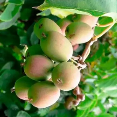 Актинидия ГИБРИДНАЯ КОЛБАСИНОЙ в Молодечно