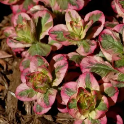 Вербейник АЛЕКСАНДР точечный в Молодечно