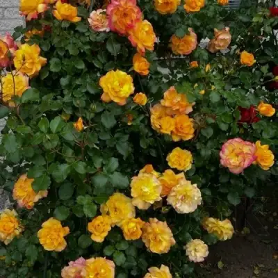 Роза САХАРА плетистая в Молодечно