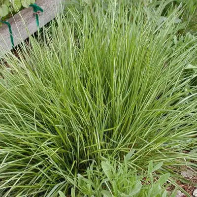 Вейник АВАЛАНШ остроцветковый в Молодечно