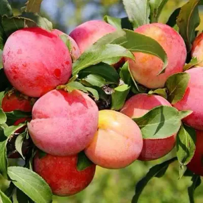 Слива ФАВОРИТЕ ДЕ СУЛТАНО в Молодечно