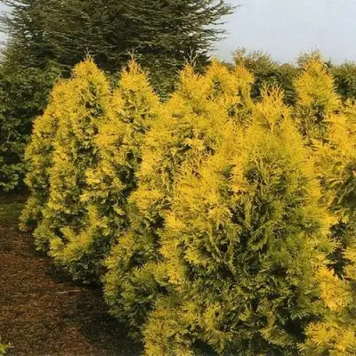 Туя ЕВРОПА ГОЛД западная в Молодечно
