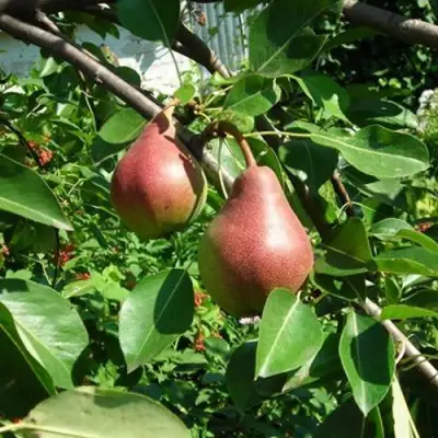 Груша РУМЯНАЯ КЕДРИНА в Молодечно