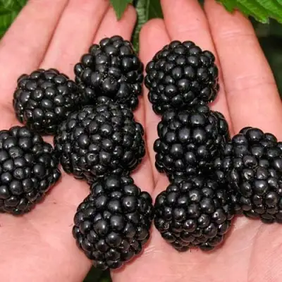 Ежевика ДЖАМБО бесшипная  в Молодечно