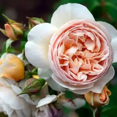 Роза ДЖУЛЬЕТТА английская в Молодечно