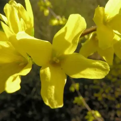 Форзиция ФОРЧУНА в Молодечно