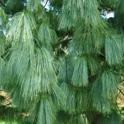 Сосна гриффита в Молодечно