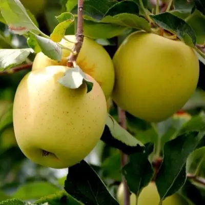 Яблоня ГОЛДЕН ВЛАДИМИРСКИЙ в Молодечно