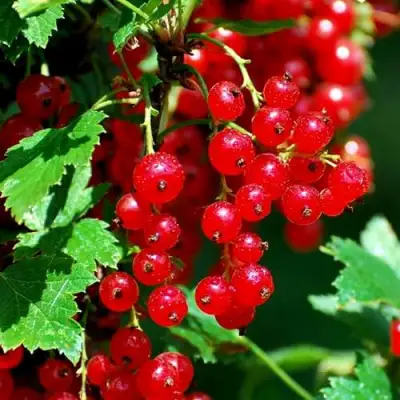 Смородина красная НЕНАГЛЯДНАЯ в Молодечно