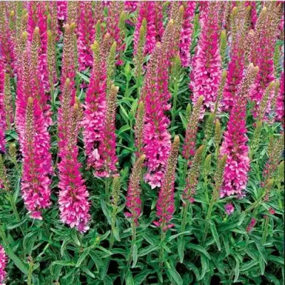 Вероника РОНИКА ФУКСИЯ в Молодечно