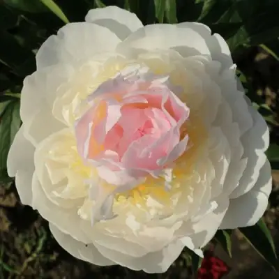 Пион БЛАШ КВИН травянистый в Молодечно