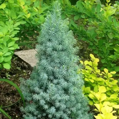 Ель КОНИКА сизая в Молодечно