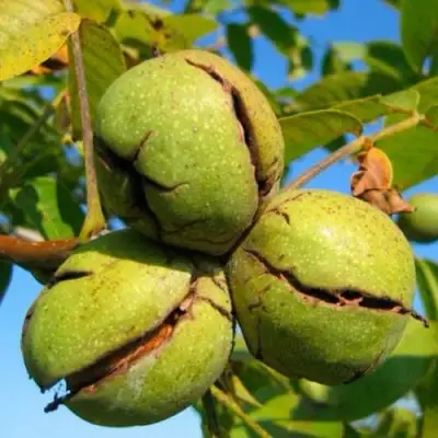 Грецкий орех ПИНСКИЙ в Молодечно