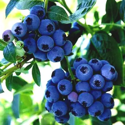 Голубика РЕКА в Молодечно