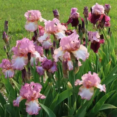 Ирис БЛАШИНГ ПИНК бородатый в Молодечно
