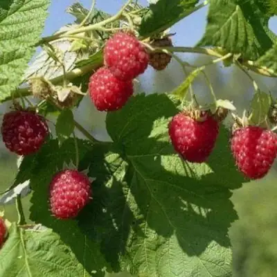 Малина КОЛОКОЛЬЧИК в Молодечно