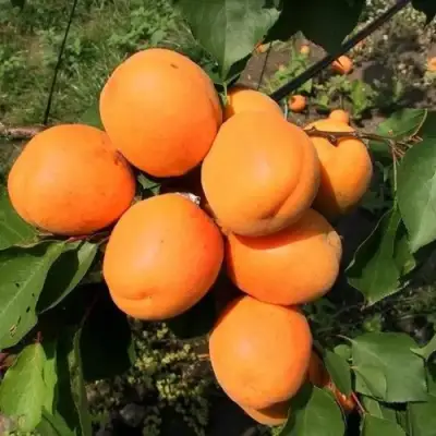 Абрикос ХАРГРАНД в Молодечно