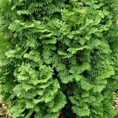 Туя СПИРАЛИС МИНИ западная в Молодечно