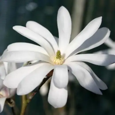 Магнолия РОЯЛ СТАР в Молодечно