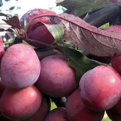 Слива ПАННА в Молодечно