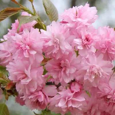 Сакура РОЗЕА ПЛЕНА в Молодечно