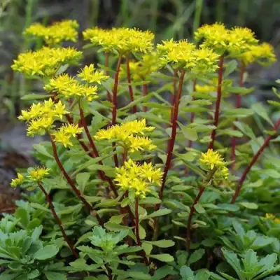 Очиток (седум) ИММЕРГРЮНХЕН в Молодечно