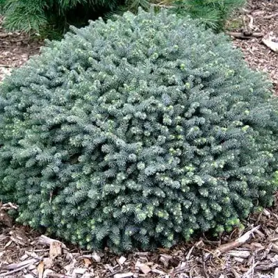 Ель ЭХИНИФОРМИС сизая в Молодечно