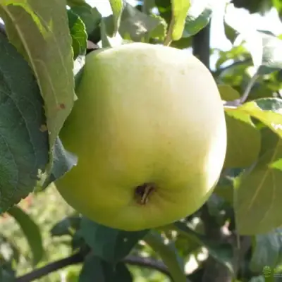 Яблоня АНТОНОВКА ОБЫКНОВЕННАЯ в Молодечно