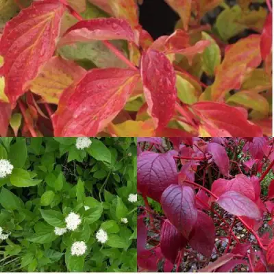 Комплект СЕВЕРНОЕ СИЯНИЕ в Молодечно