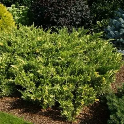 Можжевельник ВАРИЕГАТА казацкий  в Молодечно