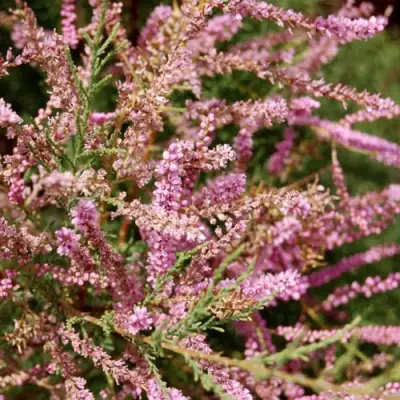 Тамарикс ПИНК КАСКАД в Молодечно