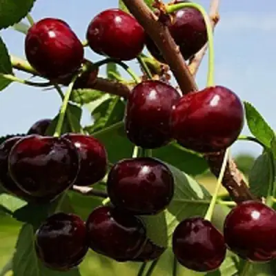 Вишня РОВЕСНИЦА в Молодечно