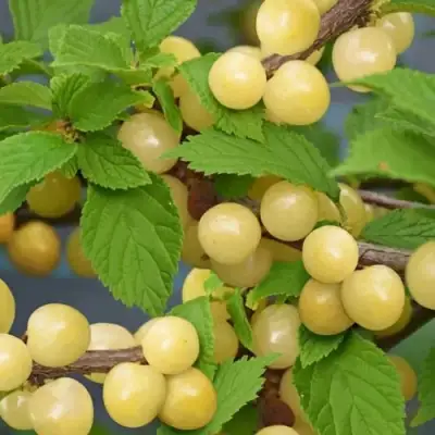 Вишня СНЕВИТ войлочная в Молодечно