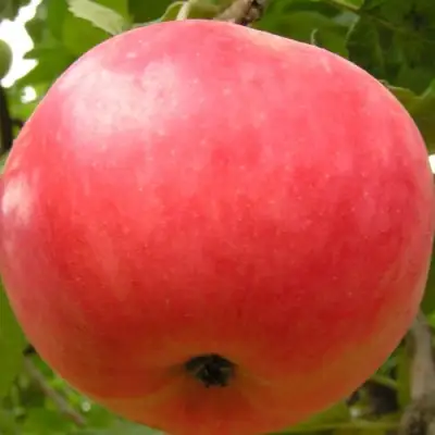 Яблоня СУЙСЛЕПСКОЕ (МАЛИНОВКА) в Молодечно